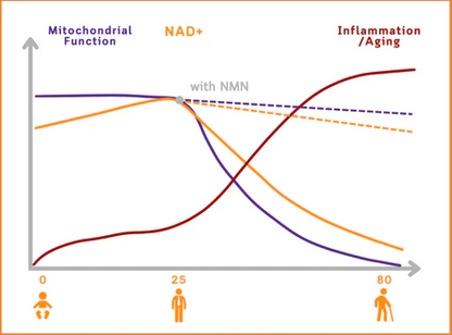 💐𝐂𝐯𝐫𝐞𝐨𝐳® 𝐁𝐞𝐞 𝐕𝐞𝐧𝐨𝐦 𝐍𝐌𝐍 𝐍𝐚𝐭𝐮𝐫𝐚𝐥 𝐑𝐞𝐩𝐚𝐢𝐫 𝐕𝐚𝐠𝐢𝐧𝐚𝐥 𝐂𝐚𝐩𝐬𝐮𝐥𝐞𝐬 [𝐅𝐨𝐫 𝐚𝐥𝐥 𝐯𝐚𝐠𝐢𝐧𝐚𝐥 𝐚𝐧𝐝 𝐡𝐨𝐫𝐦𝐨𝐧𝐚𝐥 𝐩𝐫𝐨𝐛𝐥𝐞𝐦𝐬]
